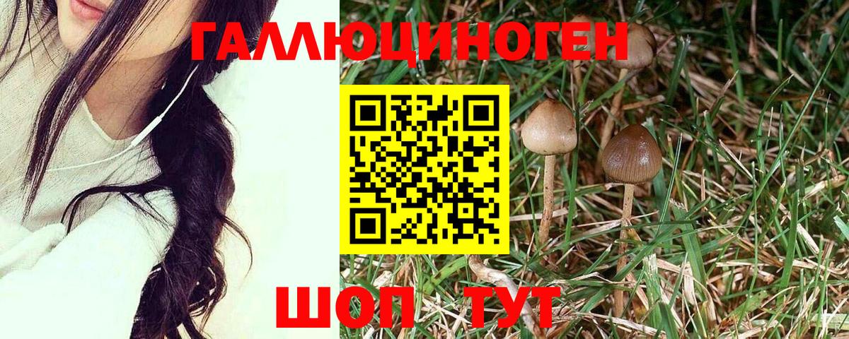 Копейск  Псилоцибиновые грибы Cubensis  Вход с VPN 